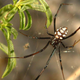 A male black widow spider. (Image: K. Korlevic)